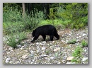 black_bear.jpg
