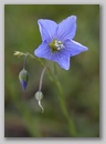 blue_flower.jpg