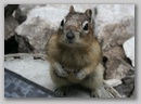 columbian_squirrel.jpg