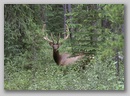 elk.jpg