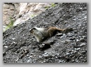 hoary_marmot.jpg