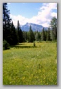 meadow.jpg