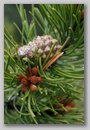 pine_cone.jpg