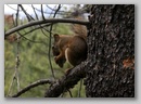 red_squirrel.jpg