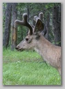 white_tail_deer_1.jpg