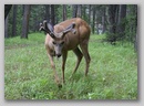 white_tail_deer_2.jpg