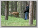white_tail_deer_3.jpg