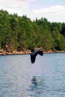 We saw lots of birds up close too. The herons were the best, and seemed really huge alongside the canoe