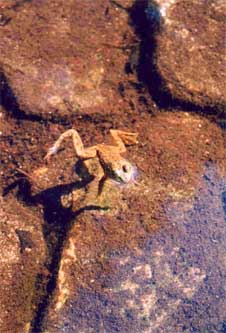 Another frog...