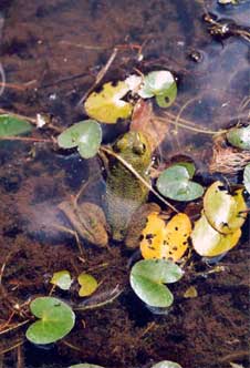 We saw a lot of frogs. And decided to photograph most of them...