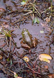 More frogs anyone?