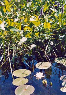 But the scenery was consistantly stunning once in the canoe, with some gorgeous flora and fauna.