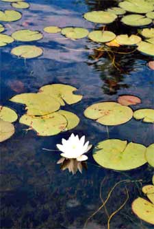 ...and a pretty lilly.