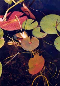 Colourful lilly pads which make drops of water look like jewels